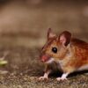 LEV Foundation: Die erste Studie für Robust Mouse Rejuvenation