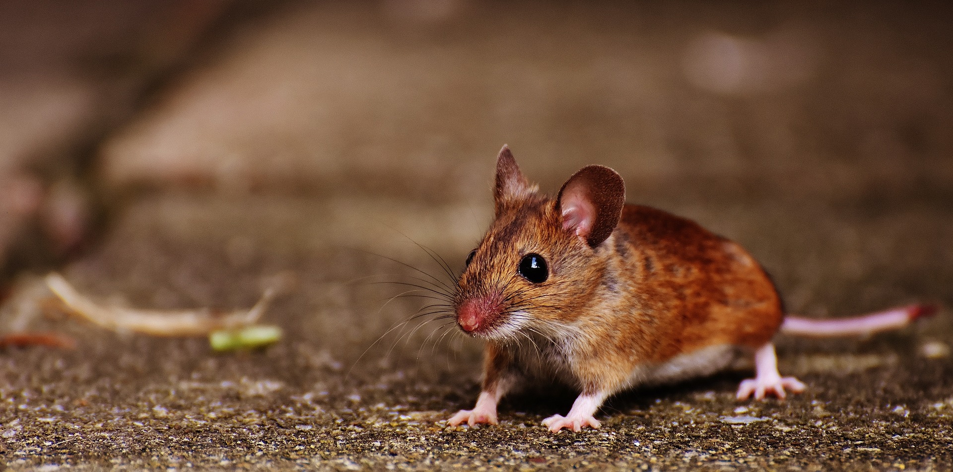 An Mäusen sollen die vielversprechendsten Anti-Aging-Therapien getestet werden.